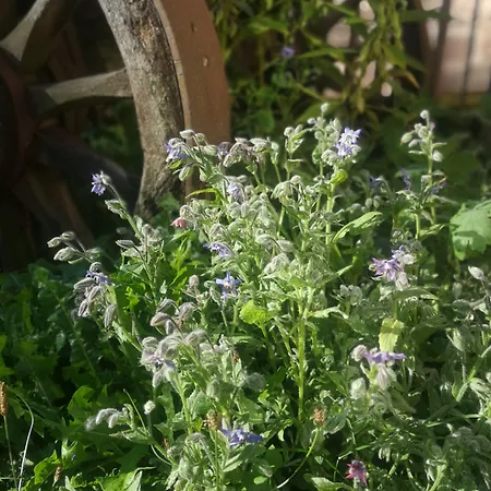Maison d'hôtes de charme - Ancien moulin en pleine nature - La Paulusmühle Maison d'hôtes 3*